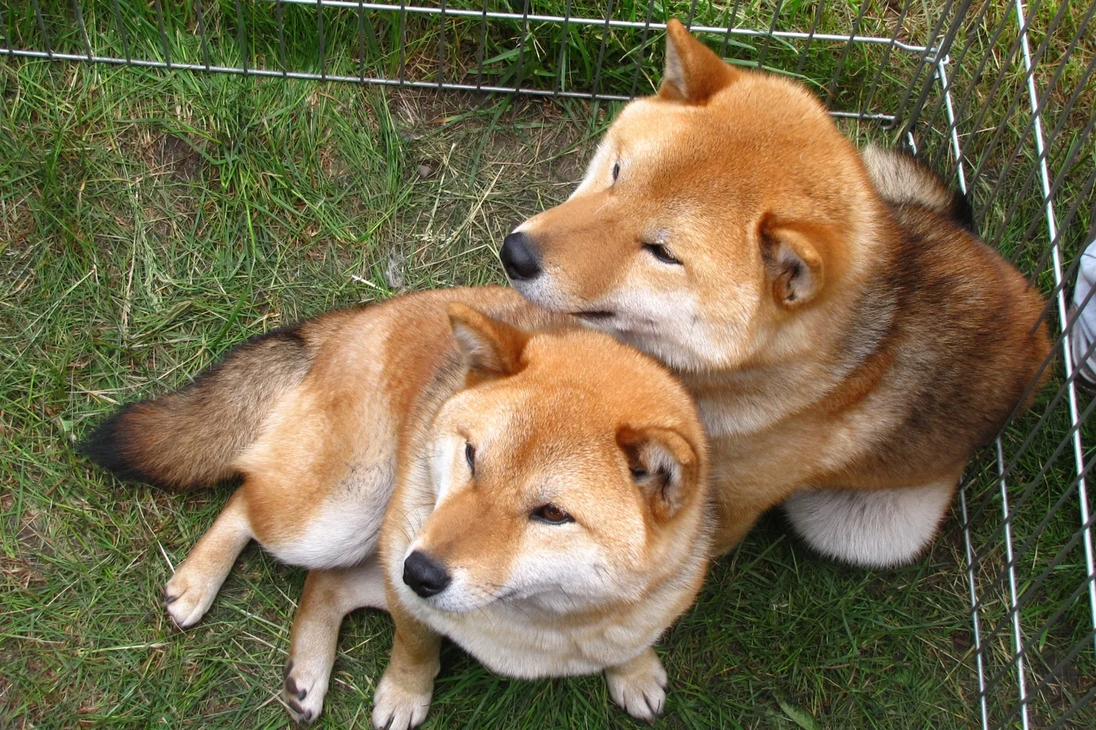 Shiba inu -koira makaa kotisohvalla, ja taustalla on sumea olohuoneen ikkuna